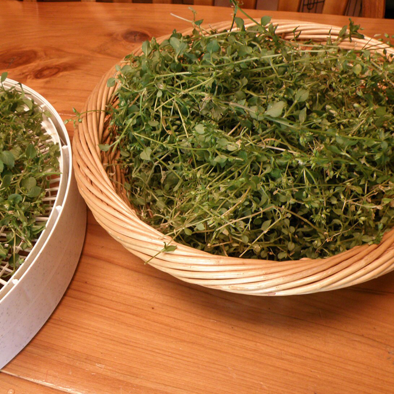 WILD CHICKWEED HERBAL SALVE  🌿