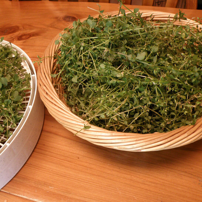 WILD CHICKWEED HERBAL SALVE  🌿