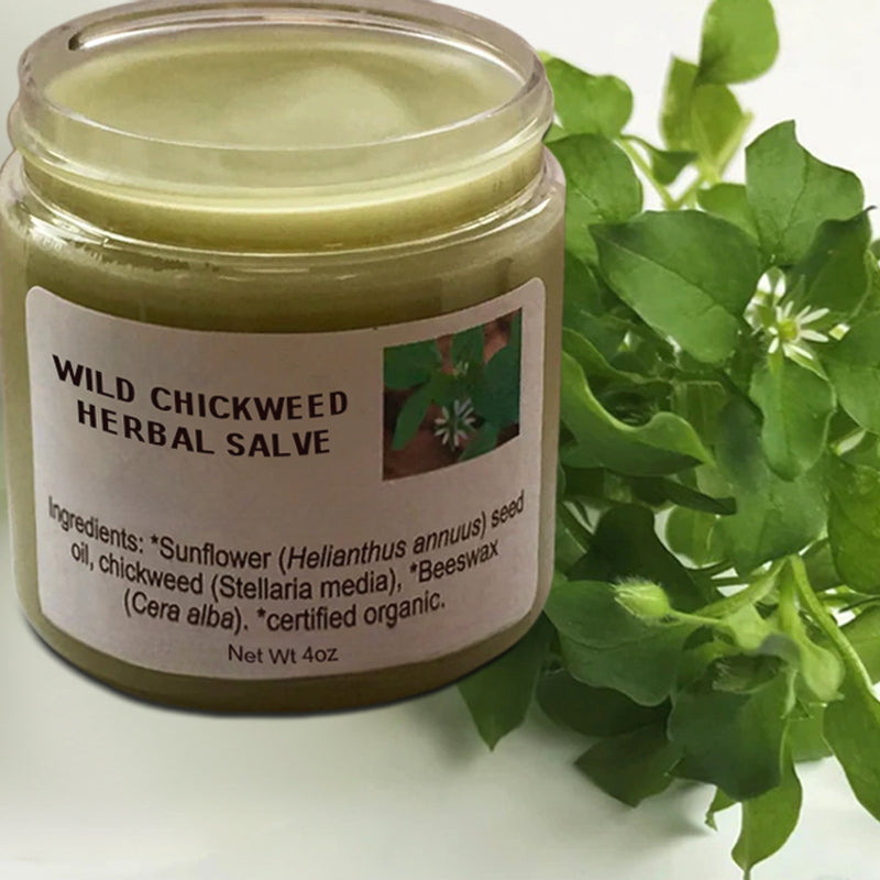 WILD CHICKWEED HERBAL SALVE  🌿